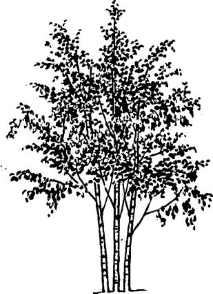 European Birch